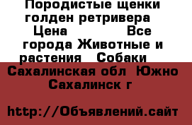 Породистые щенки голден ретривера › Цена ­ 25 000 - Все города Животные и растения » Собаки   . Сахалинская обл.,Южно-Сахалинск г.